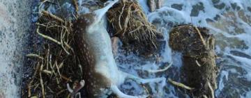 Сальмонеллу та збудники кишкових інфекцій виявили у воді на Одещині (відео)